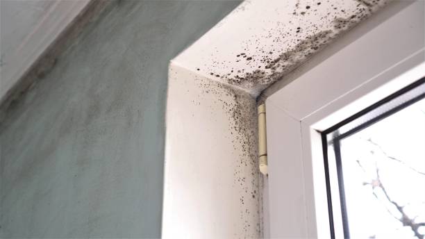Trusted Glencoe, FL Mold Remediation Experts