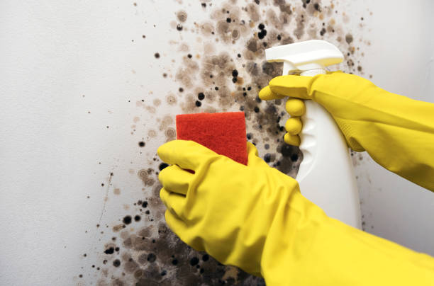 Best Mold Remediation for Specific Building Types in Glencoe, FL
