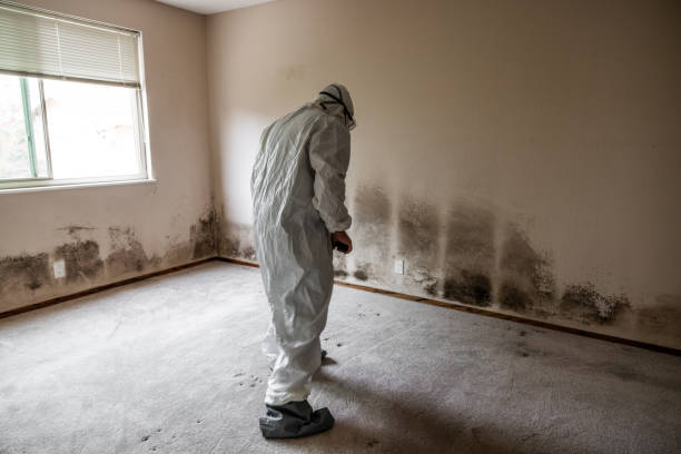 Best DIY Mold Remediation Support Services in Glencoe, FL