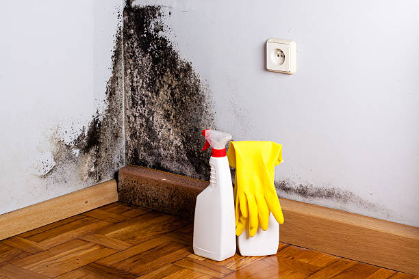 Best Localized Mold Remediation (e.g., coastal areas, humid climates) in Glencoe, FL