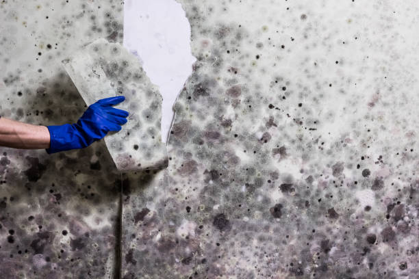 Best Mold Testing and Inspection Services in Glencoe, FL