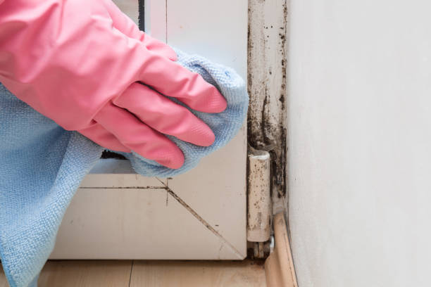 Best Insurance-Related Mold Remediation in Glencoe, FL