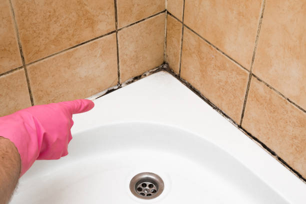 Best Health and Safety Mold Remediation in Glencoe, FL